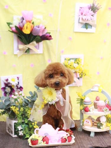 20230319シェリーくん